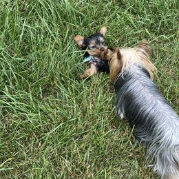 Yorkshire Terrier Puppies from KH Yorkies