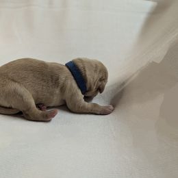 Dilute Retriever and Labrador Retriever Puppies from LC Hunting Labs, LLC.
