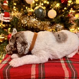 Dasher - Merle male Labradoodle puppy in Candler, North Carolina from Maple Bakin’ Doodles