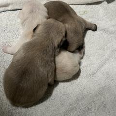 Pug Puppies from Southern Pugs