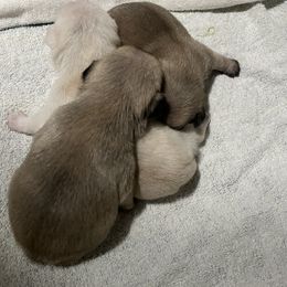 Pug Puppies from Southern Pugs