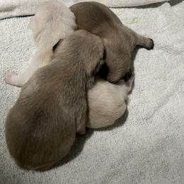Pug Puppies from Southern Pugs