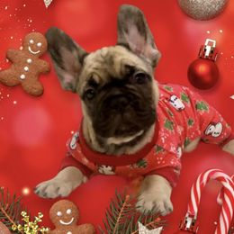 RICKYFawn Sable poss. isabella and fluffy prod - Fawn French Bulldog puppy in Tucson, Arizona from The Origin French Bulldogs
