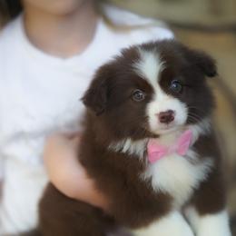 Loretta - Red & white female Australian Shepherd puppy in Austin, Texas from Sweetwater Australian Shepherds