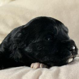 Black - Black male Miniature Schnauzer puppy in Ferndale, Washington from Blackhorse Schnauzers Washington state