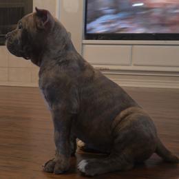Cane Corso Puppies from Majestic Pride Cane Corso LLC