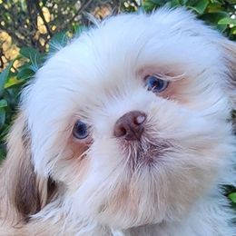 Sinatra - Blue male Shih Tzu puppy in Ocala, Florida from Kinard's Puppies
