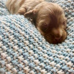 Clay - Dapple male Dachshund puppy in Cottage Grove, Oregon from Freckled Roots Farm Dachshunds