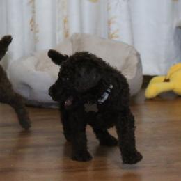 Poodle Puppies from RK'S Pets