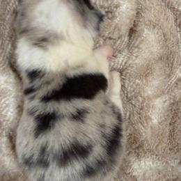 GxE26 Tiny Tinley - Blue merle and white female American Corgi puppy in Heyworth, Illinois from Schumaker Corgis