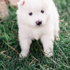 Star - White female Samoyed puppy in Morgan, Utah from Mountain Legacy Samoyeds
