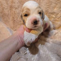 Captain - Red and white male Cocker Spaniel puppy in Florence, South Carolina from Reddick's American Cocker Spaniels