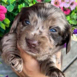 Amber - Dapple female Dachshund puppy in Payette, Idaho from NT Mini Doxies