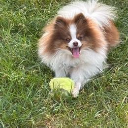 Pomeranian puppies from Country Oak Poms LLC