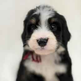 Miss Berry - Tri-color female Bernedoodle puppy in Hegins, Pennsylvania from Bubbling Springs Doodles, LLC