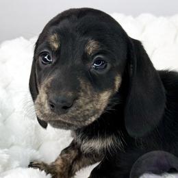 Annie🖤 - Brindle female Dachshund puppy in New Braunfels, Texas from 2 Knights Doxies