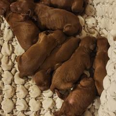 Irish Doodles from Maritza's Irish doodles