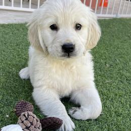 Golden Retriever Puppies from Suzy’s Golden Girls