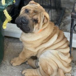 Girl 2 orange collar - Red fawn female Chinese Shar-Pei puppy in Fairfield, Texas from Majesty SharPei