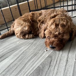 Cavapoo Puppies from Nana Oodles
