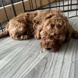Cavapoo Puppies from Nana Oodles
