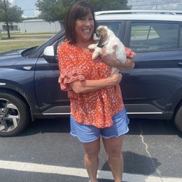 Cocker Spaniel Puppies from Huntcrest Cockers