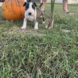 Bull Terrier Puppies from KBs. Bull Terriers