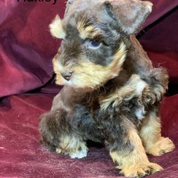 Huxley - Liver male Miniature Schnauzer puppy in Kentucky from Mrs Bs Teeny Schnauzers & Doodles