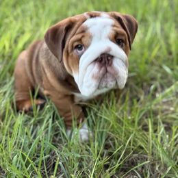 Charming - Red male Bulldog puppy in Bradenton, Florida from DR BULLDOGS