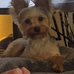 Yorkshire Terrier Puppies from Grand 7 Kennelz