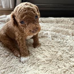 Poodle Puppies from Cedar Falls Toy Poodles