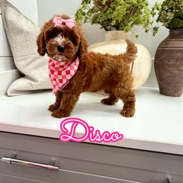 Disco - Red female Cavapoo puppy in Buford, Georgia from Petite Posh Puppies