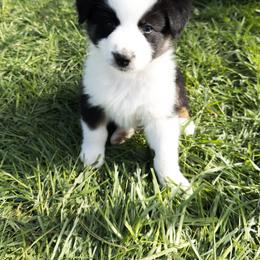 Jack - Black tri-color male Australian Shepherd puppy in Unionville, Iowa from Soap Creek Kennels