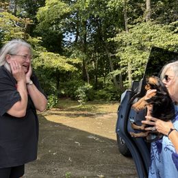 Cavalier King Charles Spaniel Puppies from Reynolds Farms Cavaliers