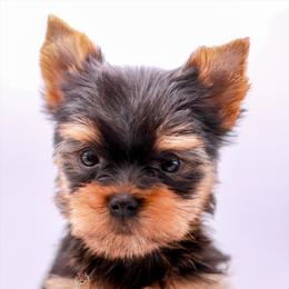 Yorkshire Terrier Puppies from Essence of Grace Yorkies