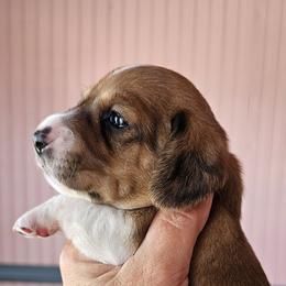 SAMANTHA - Cream female Dachshund puppy in El Paso, Texas from Mells Weenies