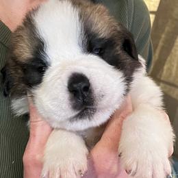 Boy 5 - Red and white male Saint Bernard puppy in New Sharon, Maine from Kimball Pond  Saint Bernards