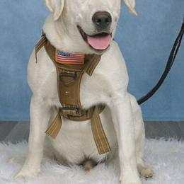 Azel - Labrador Retriever