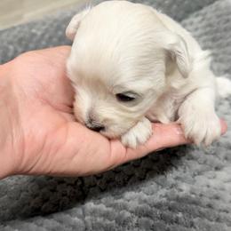 Girl 1 - female Maltese puppy in Beebe, Arkansas from Cedar Hill Kennel