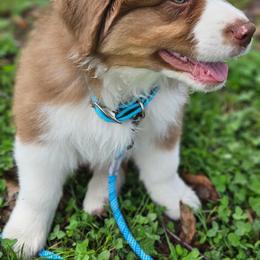 Goose - Red tri-color male Australian Shepherd puppy in Rochester, New Hampshire from ChaHar's Australian Shepherds