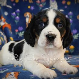 Girl 5 - Black white and tan female English Springer Spaniel puppy in Great Falls, Montana from Big Sky Springers