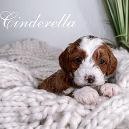 Girl 3 - female Goldendoodle puppy in Corona, California from West Coast Goldendoodles
