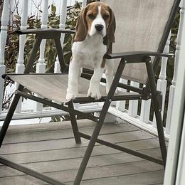 Beagle Puppies from Knockhill Beagles