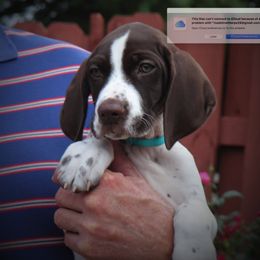 German Shorthaired Pointers from Pinecrest German Shorthair Pointers
