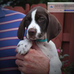 German Shorthaired Pointers from Pinecrest German Shorthair Pointers