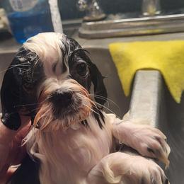 Spot - Black and white male Shih Tzu puppy in Newport, Arkansas from Gina's Lil Zues and Yorkies Kennel