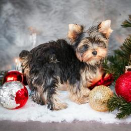 Yorkshire Terrier Puppies from Essence of Grace Yorkies