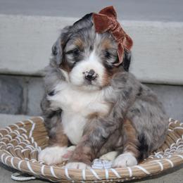 Emma - Blue merle female Bernedoodle puppy in Apple Creek, Ohio from Kathryn Troyer