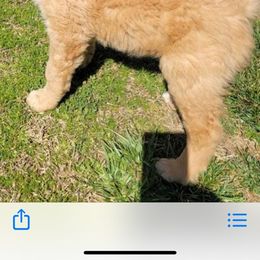 Goldendoodle Puppies from Doster Doodles