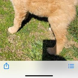 Goldendoodle Puppies from Doster Doodles